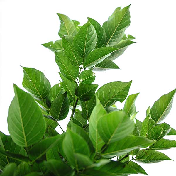 Ce que nos clients disent sur nous