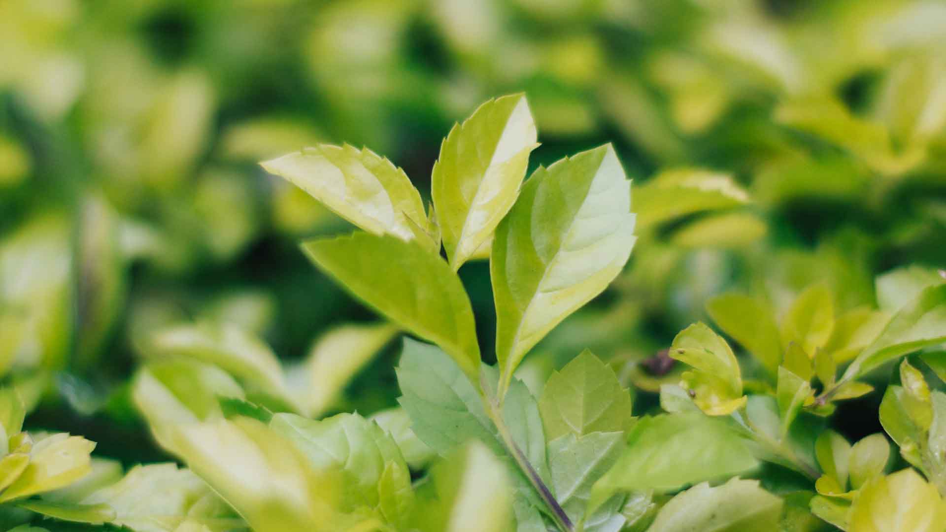 Organic & Quality Tea Production